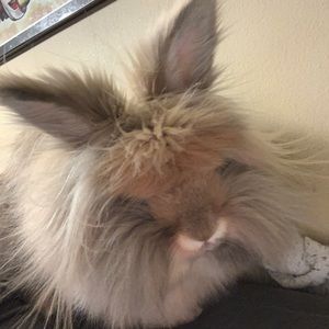 Meet your Posher, Casey